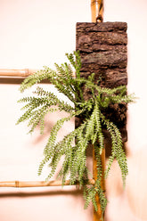 Huperzia phlegmaria